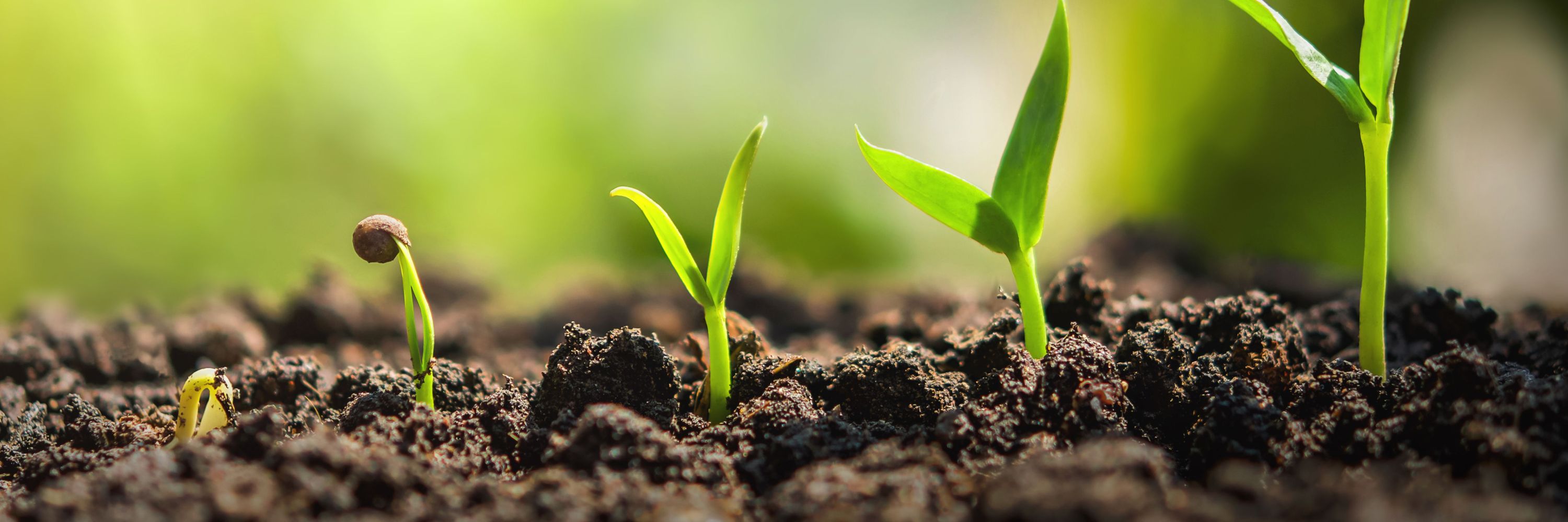 WSU Center for Sustaining Agriculture & Natural Resources