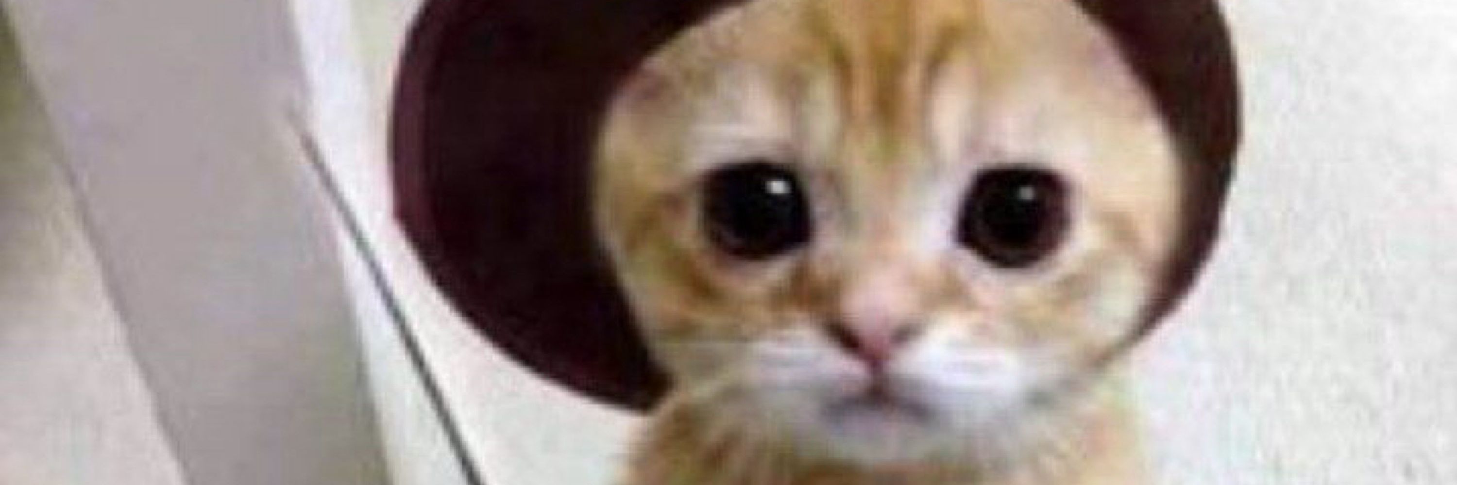 FelixTheKitty