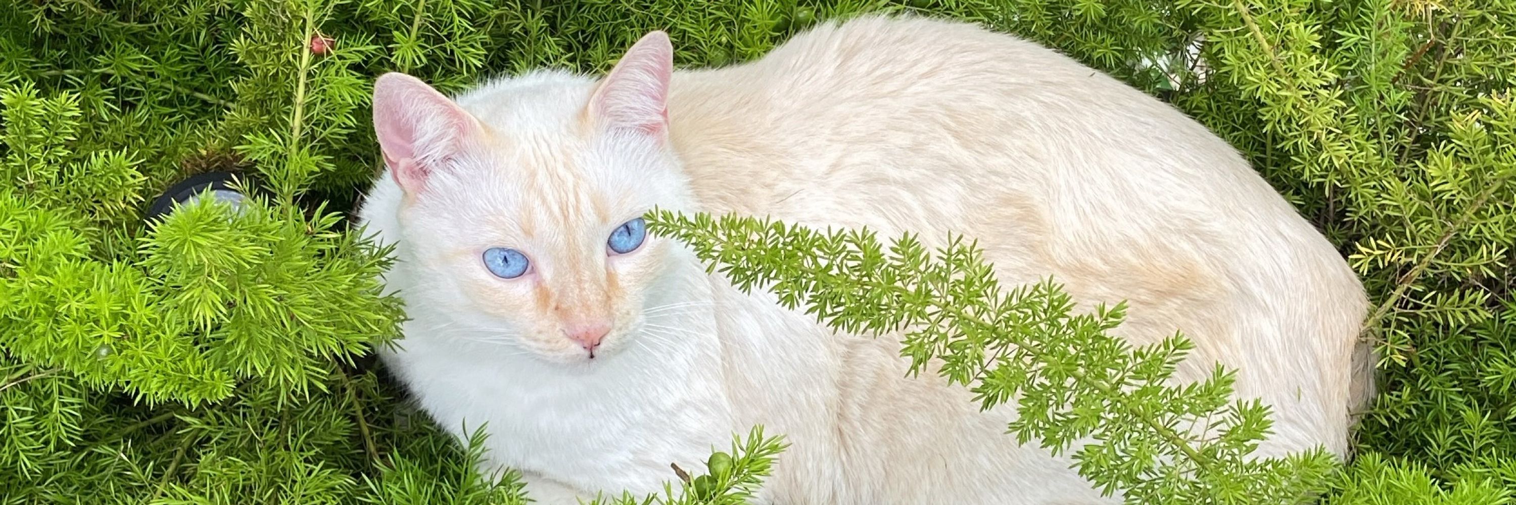 gato debiumental tom