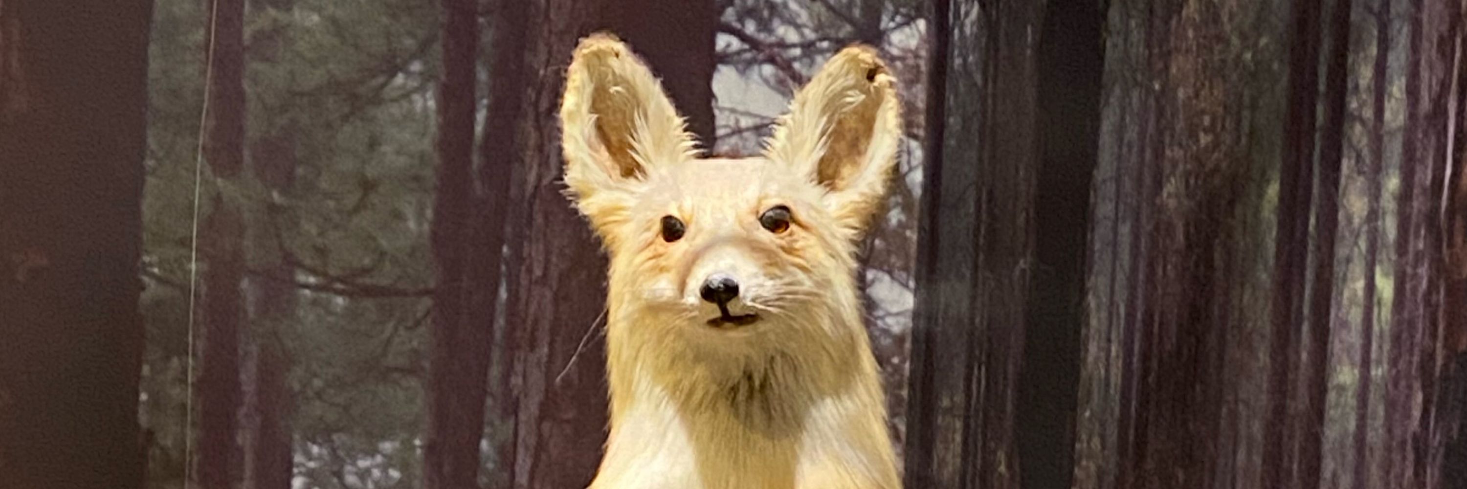 Foxly