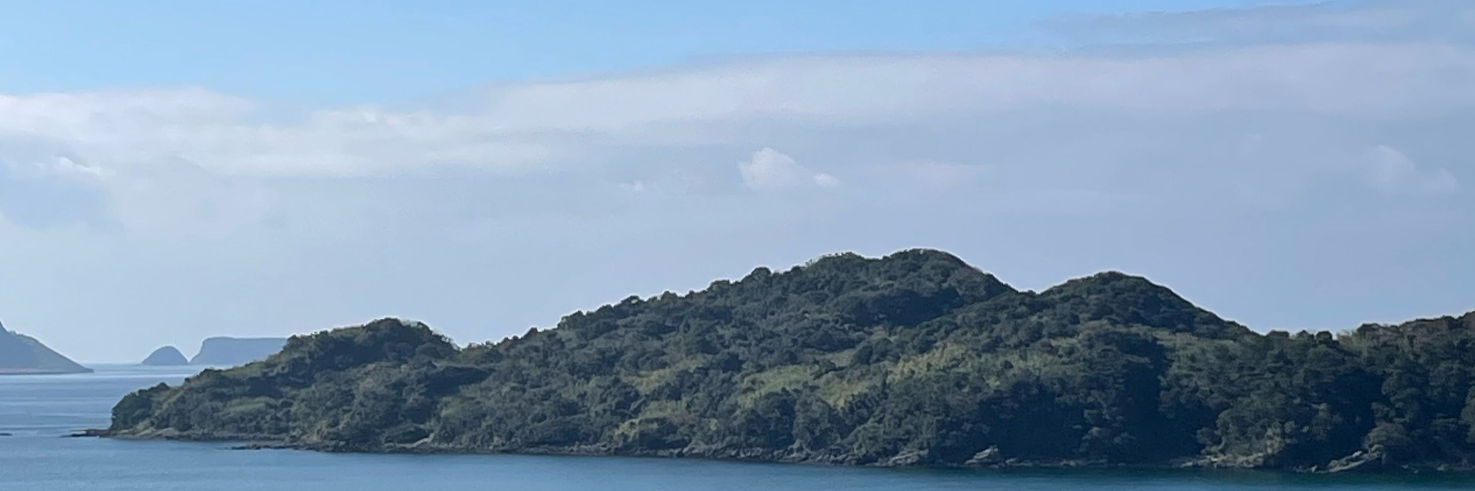 青野さめ