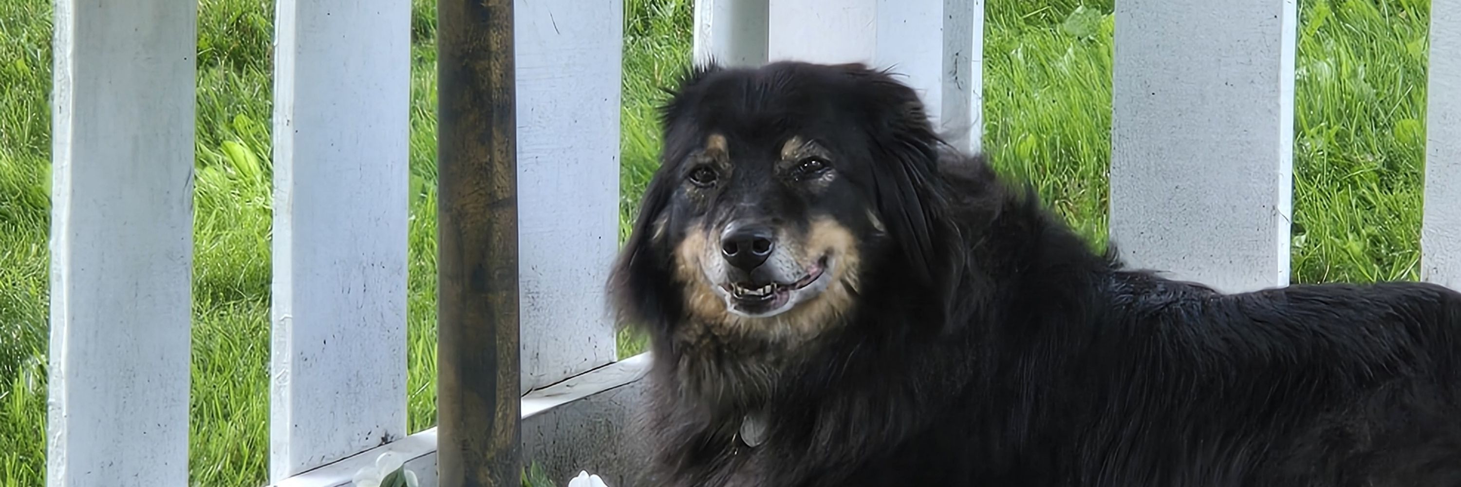 DogsOfSample