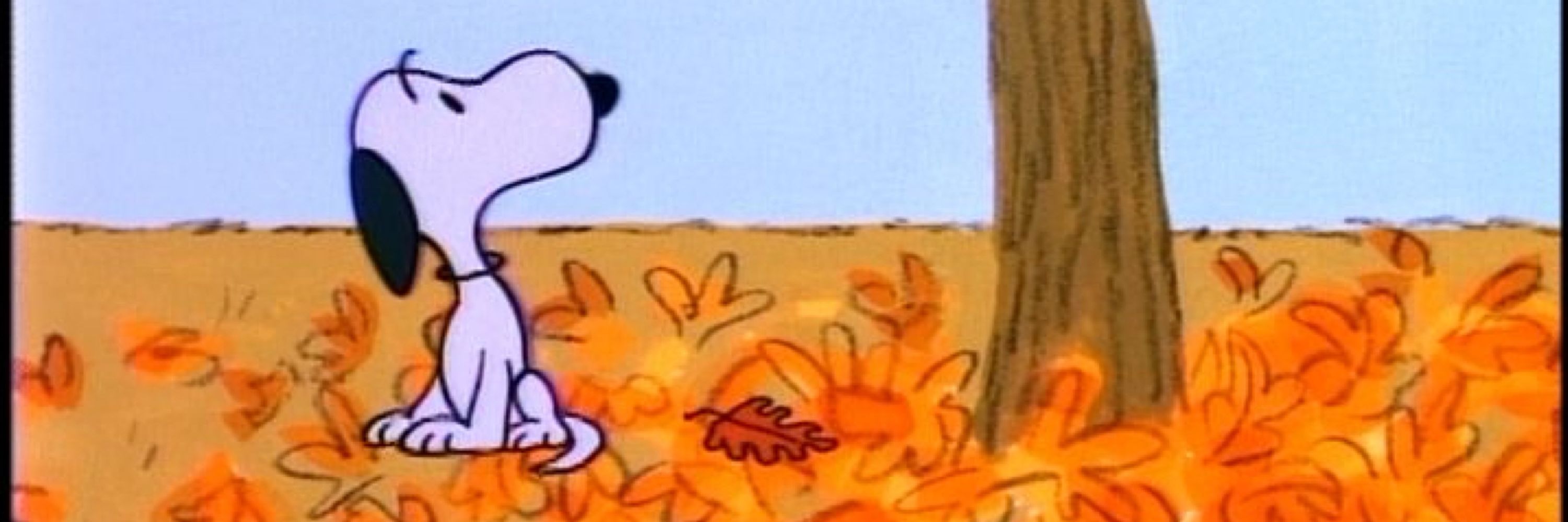 🍁