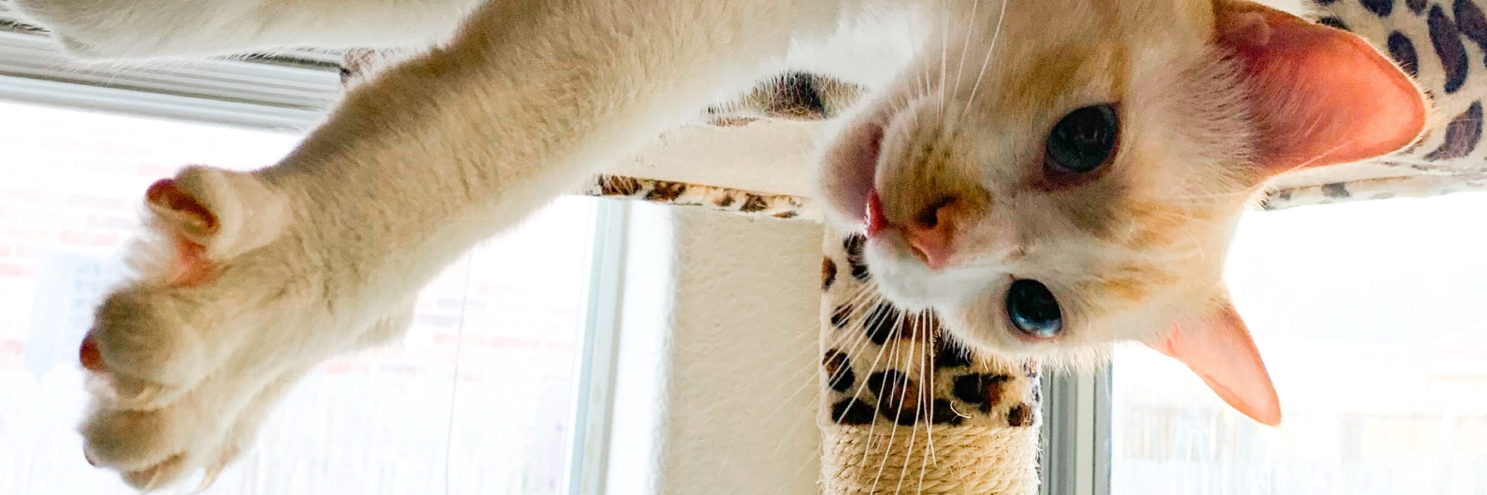 tori 🐈‍⬛