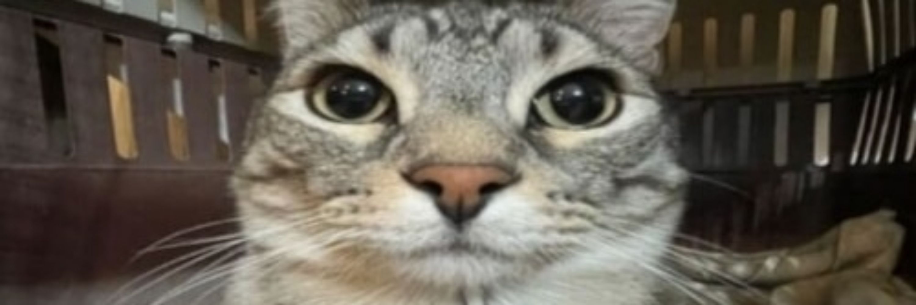 MultyKN