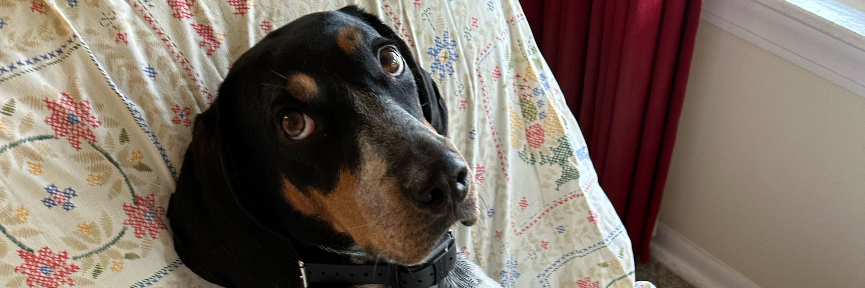 Beaglechick