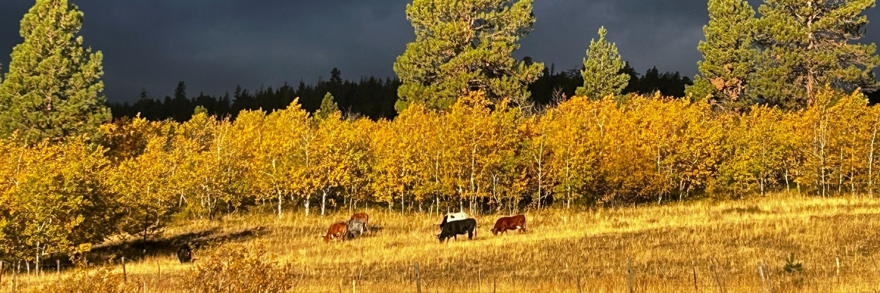 Small-Scale Meat Producers Association