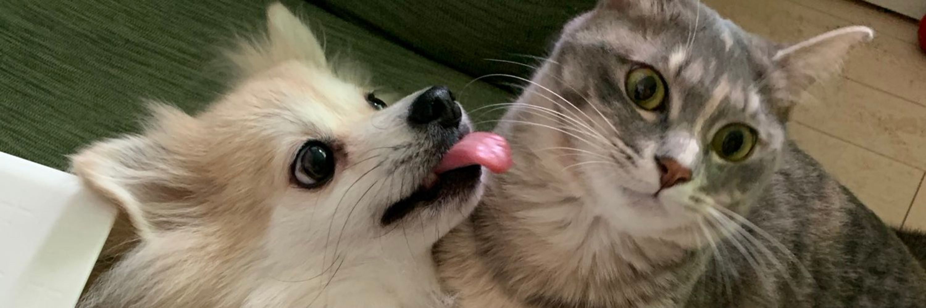 canicuIa → dogy