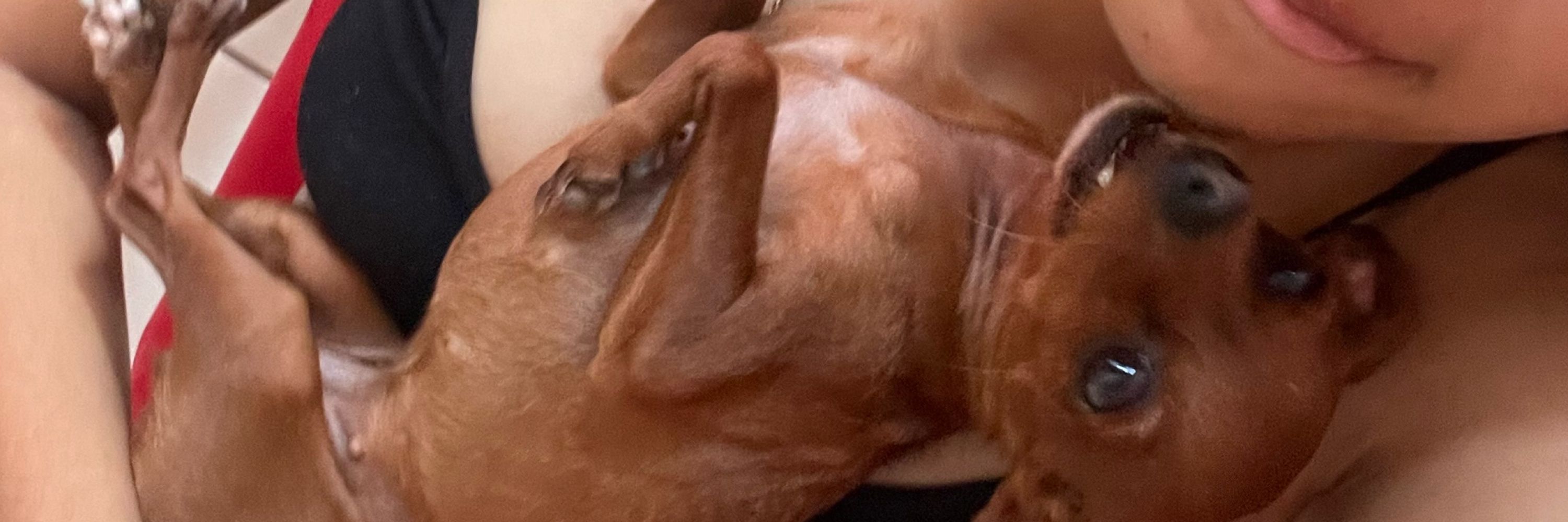 maju