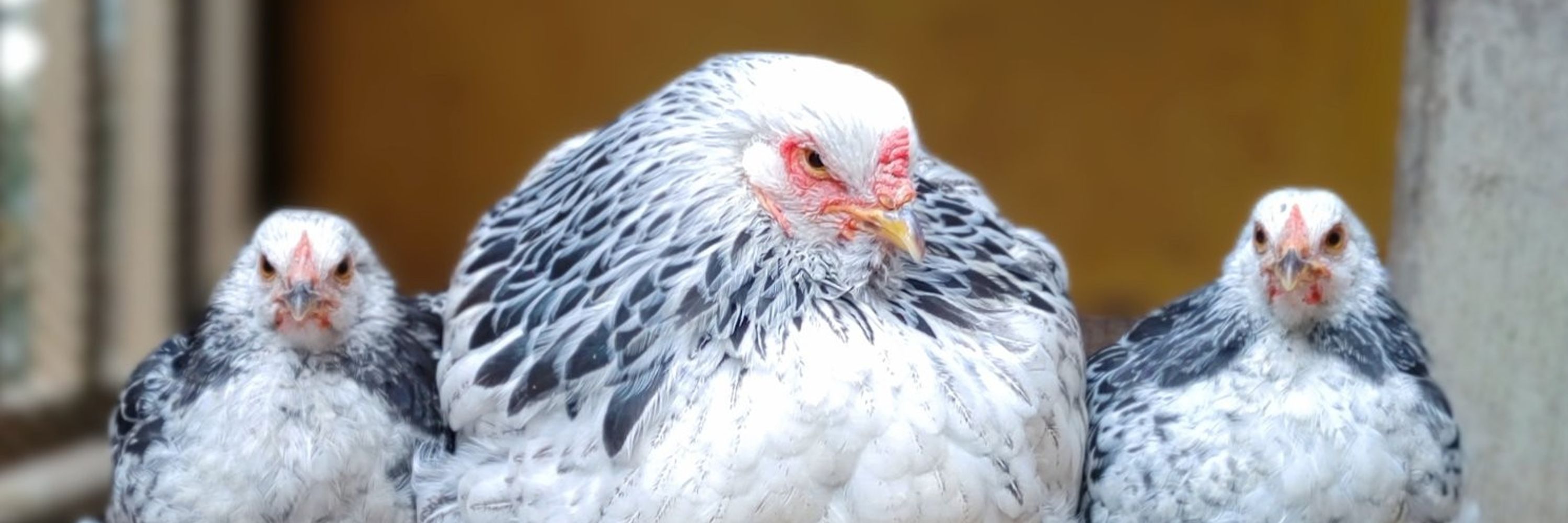 henscrypt (writhens) chicken scratches