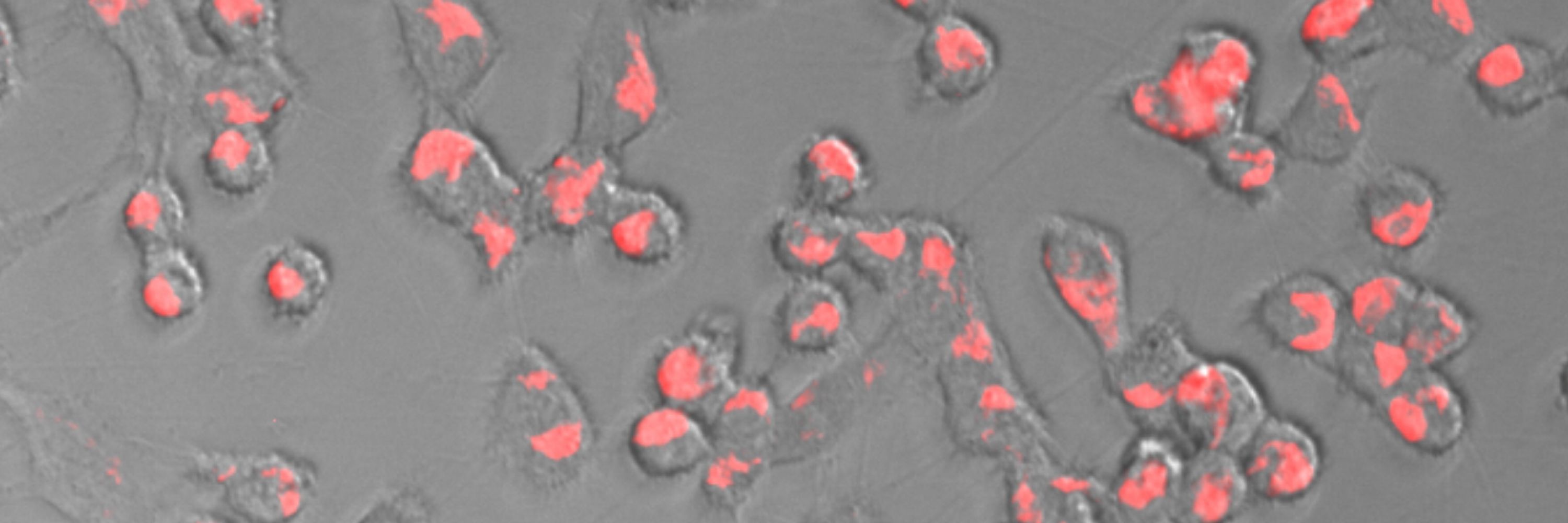 Baldock Lab
