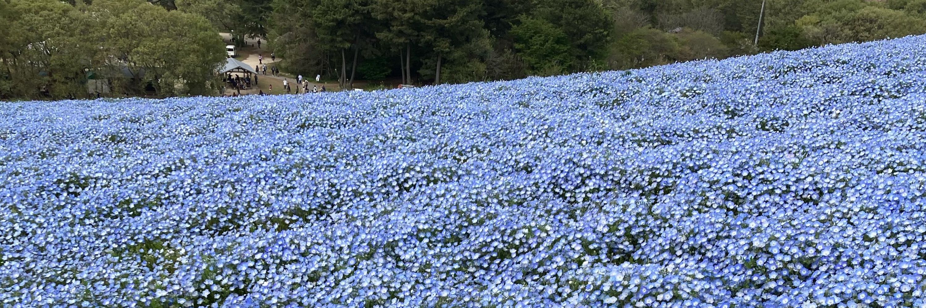りん