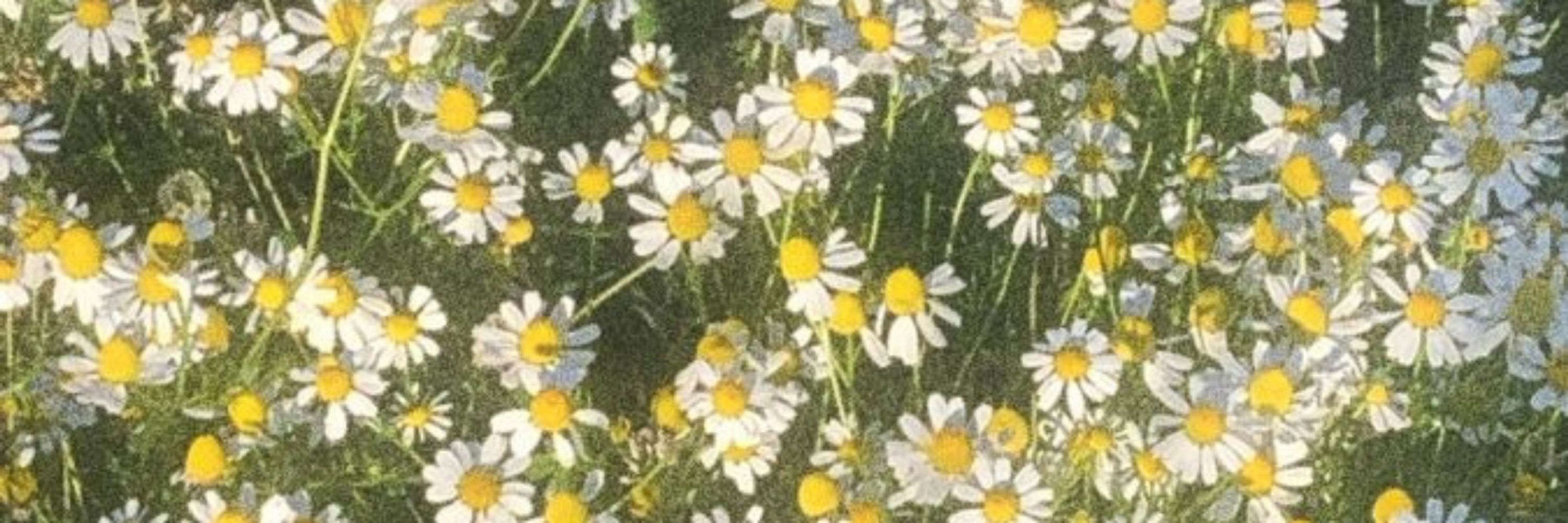 ꪗꫀꪀ 