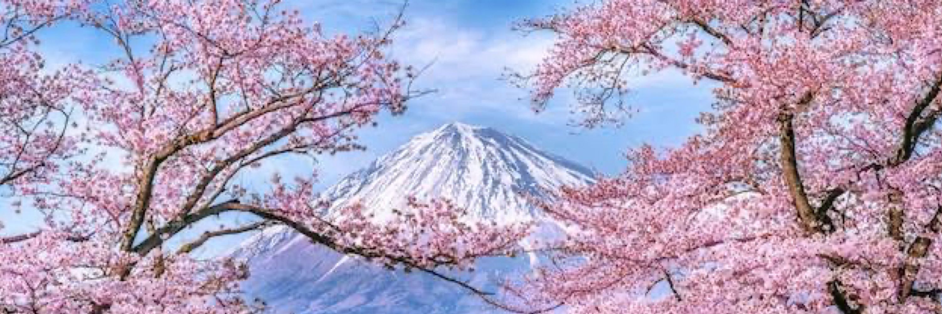 🌸🇯🇵桜男/Sakurao