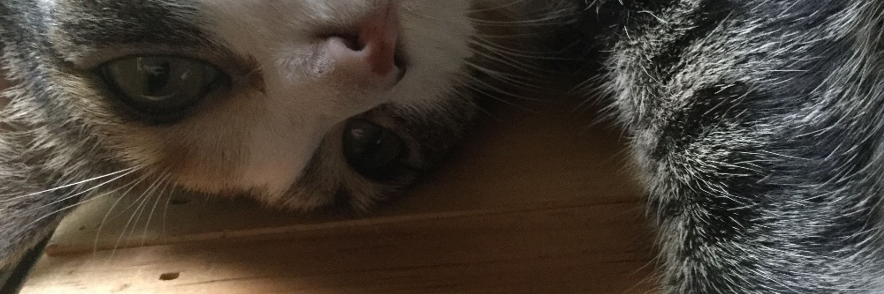 LillyBean Garbanzo Spicoli