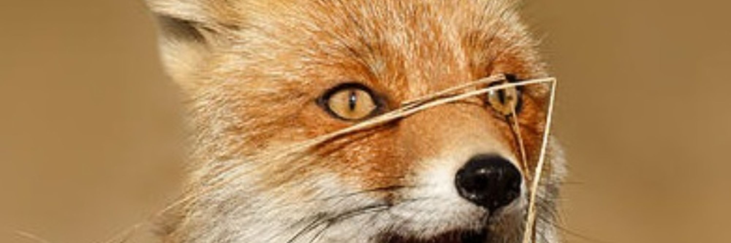 Foxic Masculinity