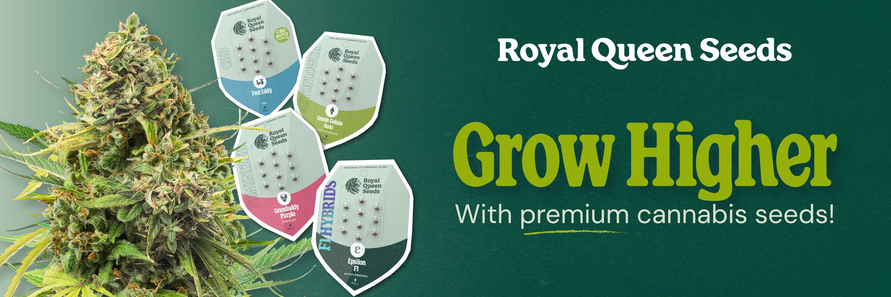 Royal Queen Seeds