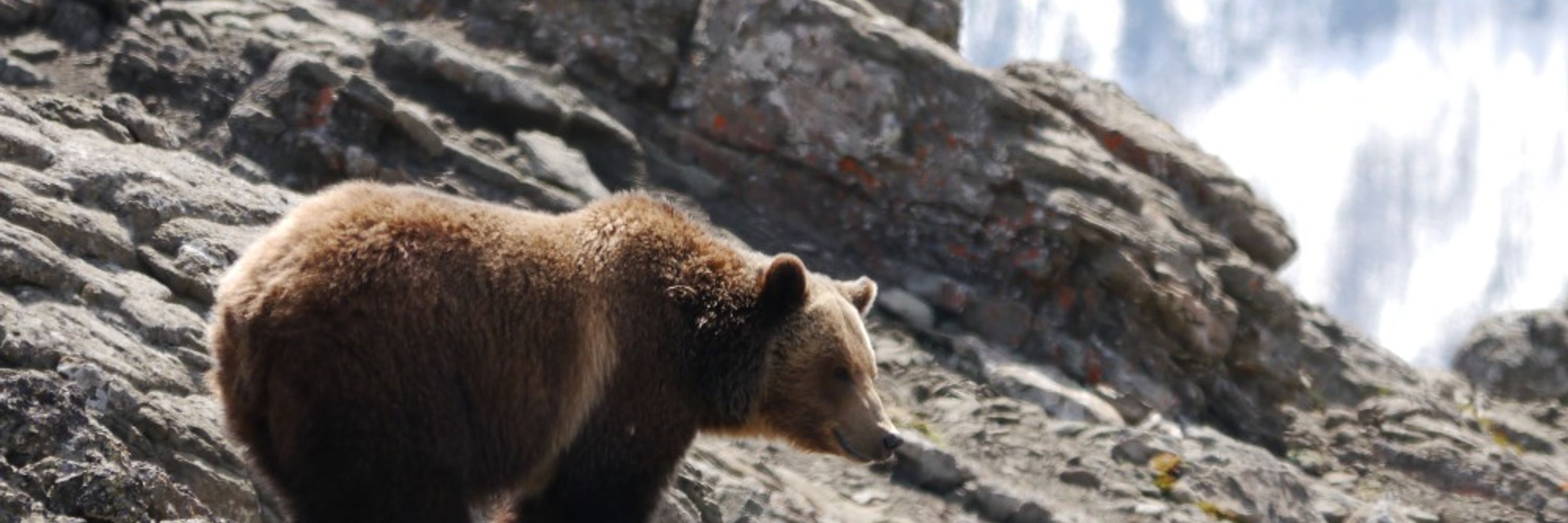 Yellowstone to Yukon Conservation Initiative