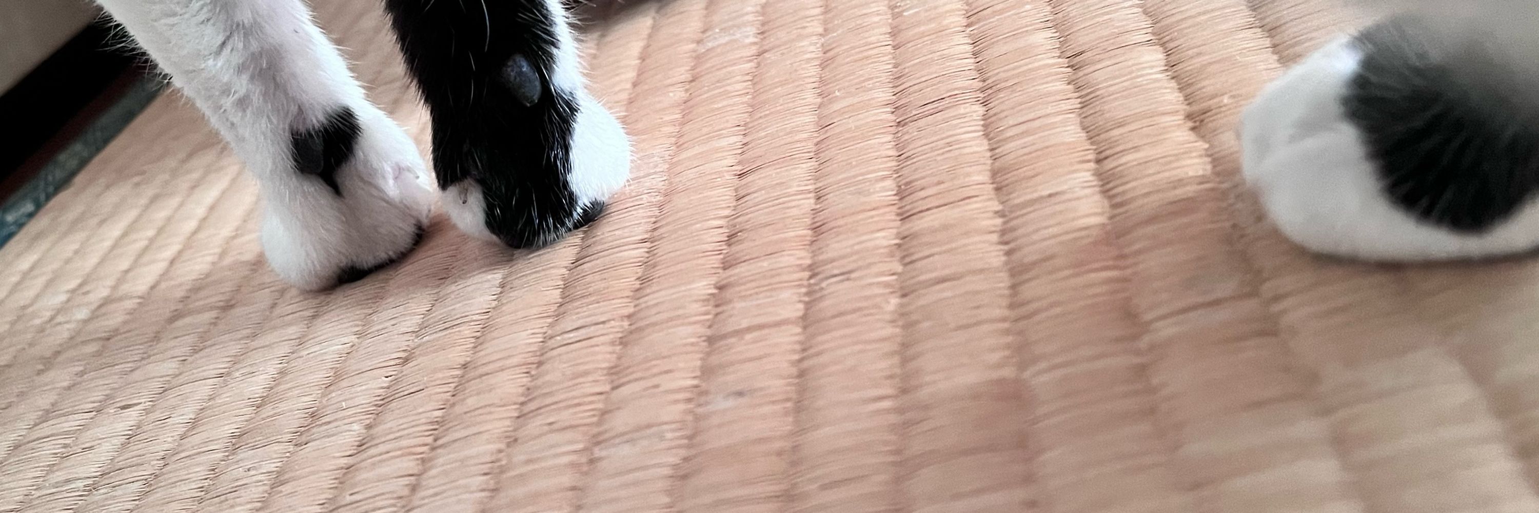 ふるいち