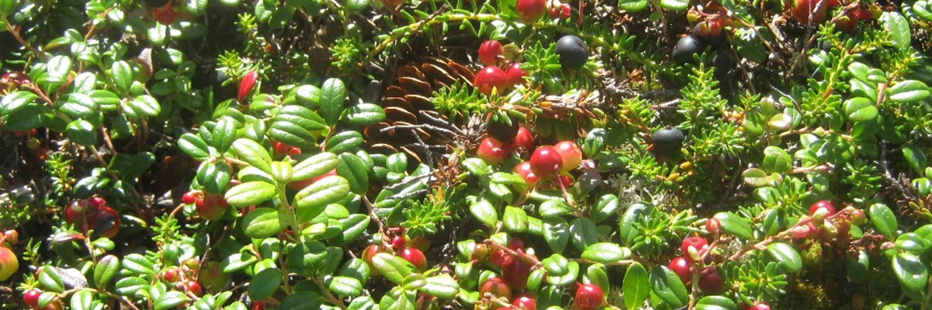 Ekwo-tuktu-caribou