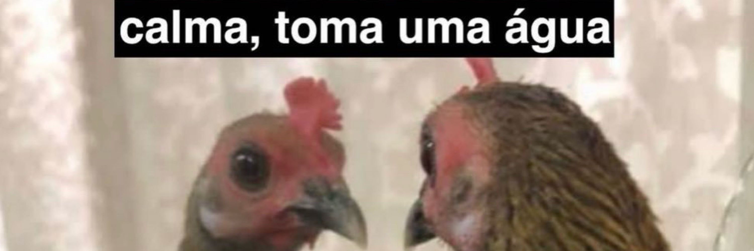 Alessandra, mas não a negrini. 