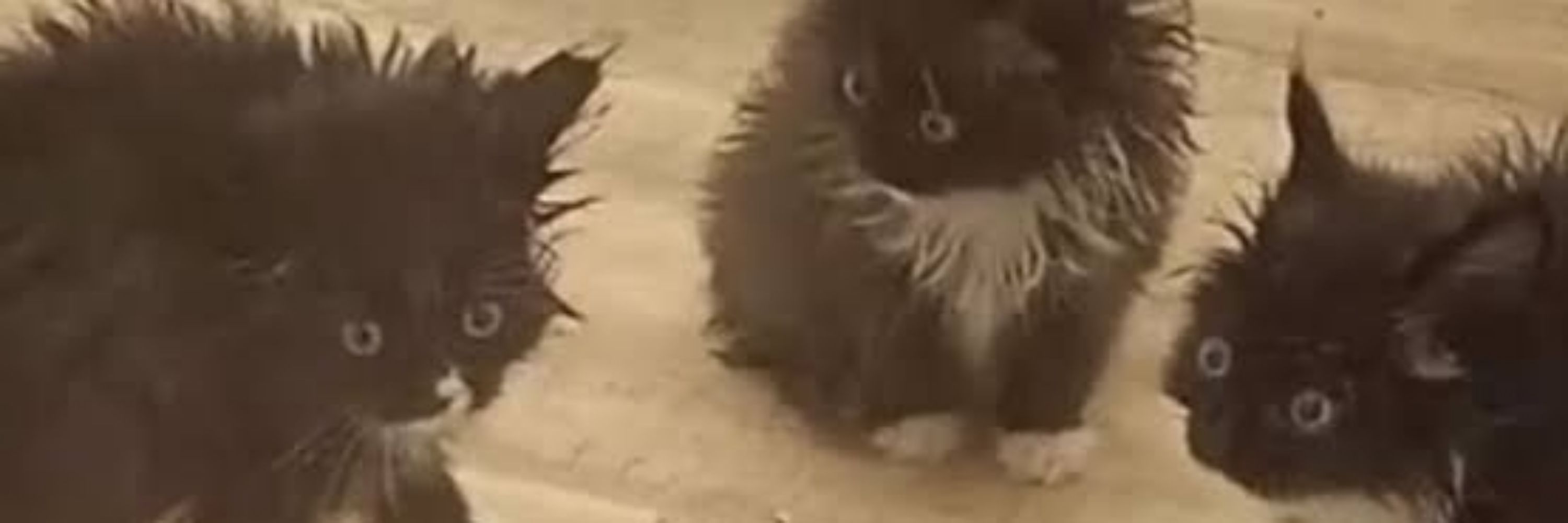 Coffee cat