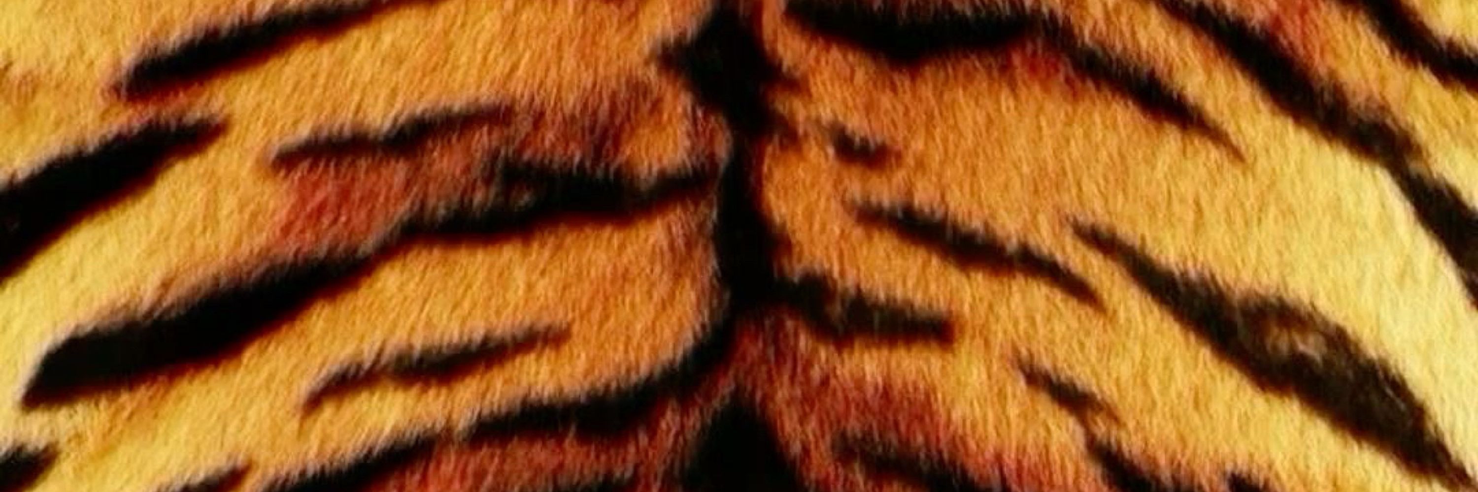  ~Cosmic•Tigress~