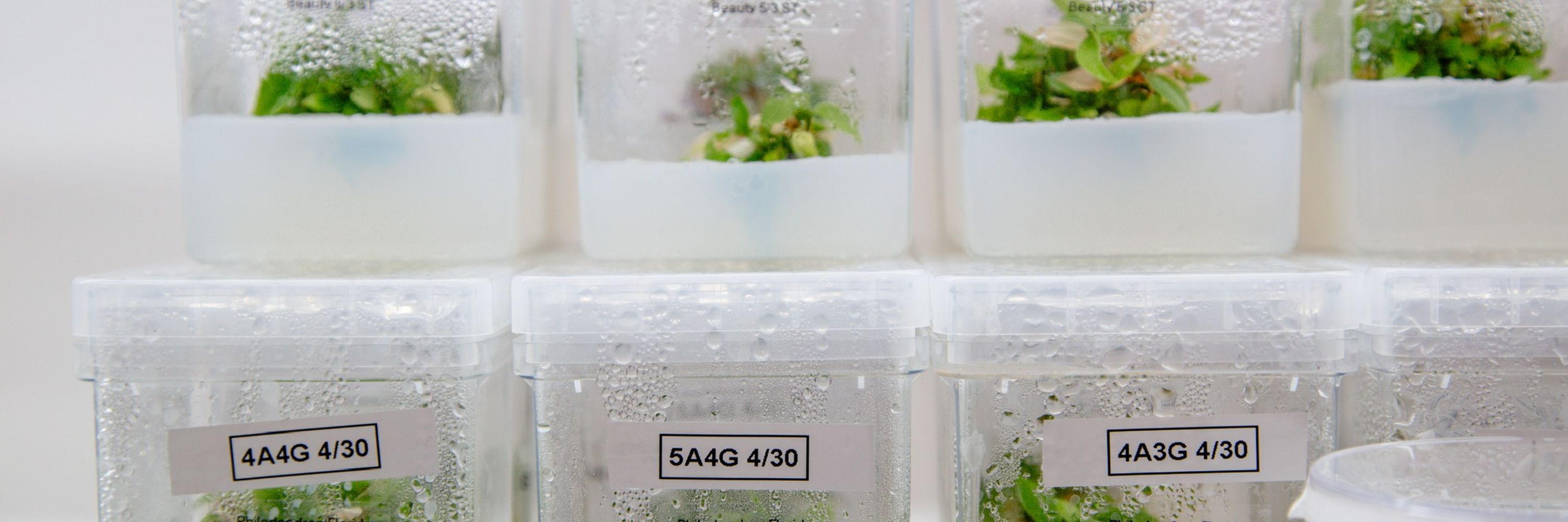 Plant Cell Technology