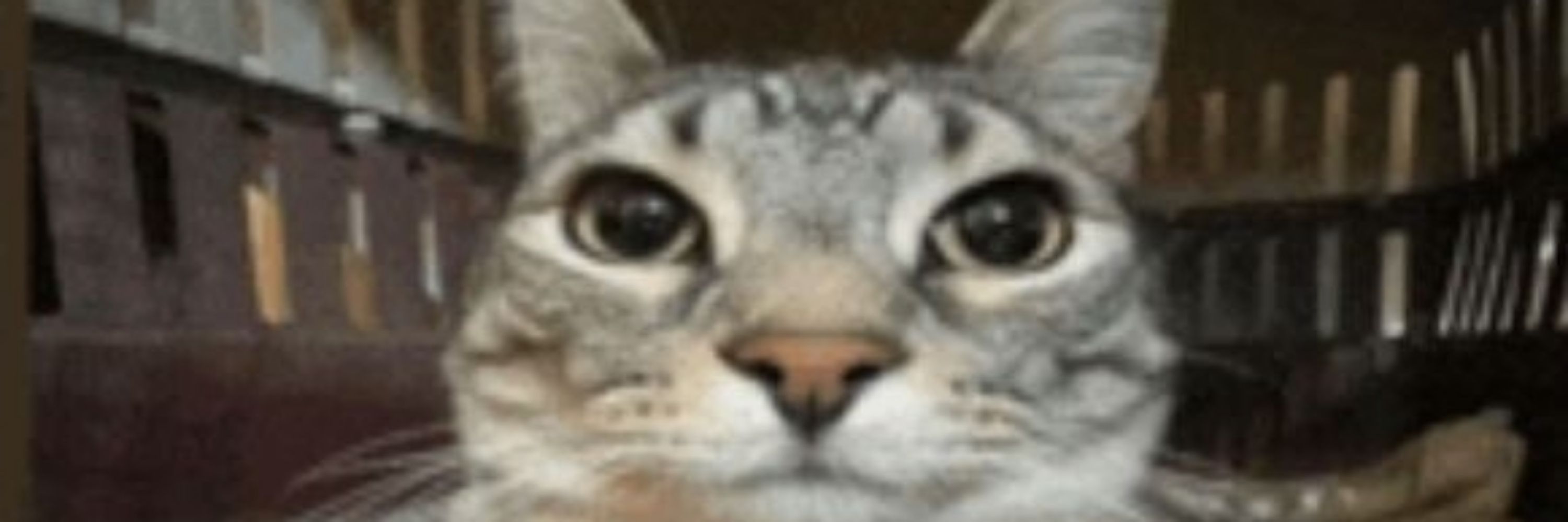 miguelito