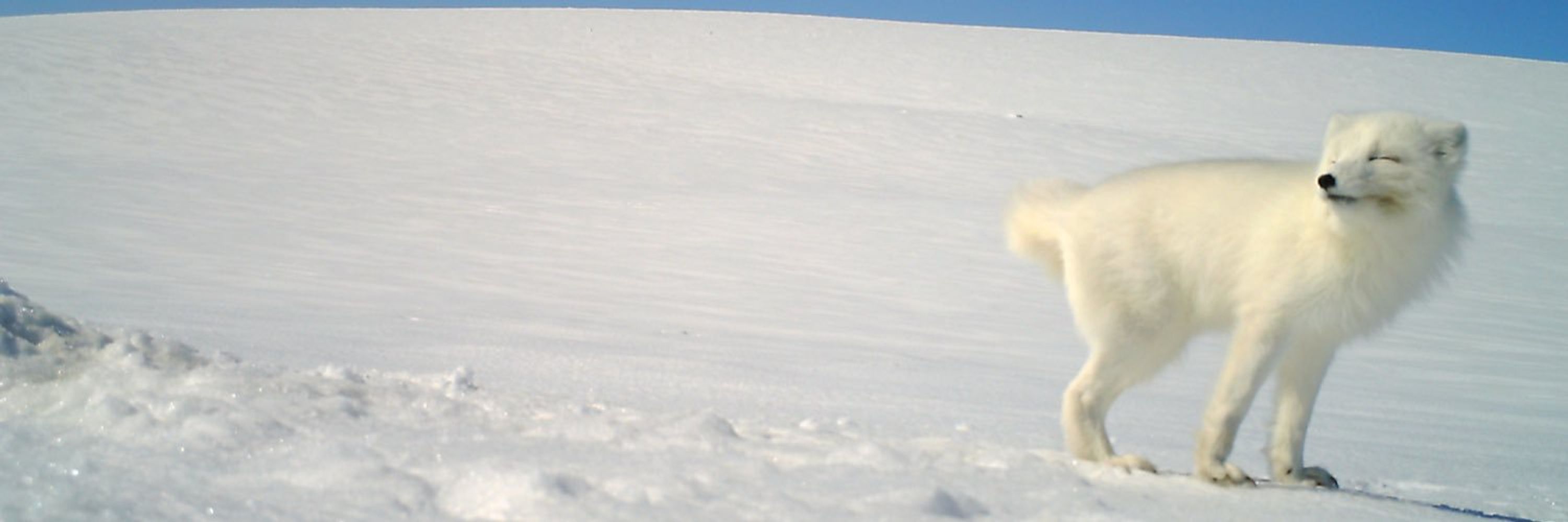 The Swedish Arctic Fox Project/Svenska fjällrävsprojektet