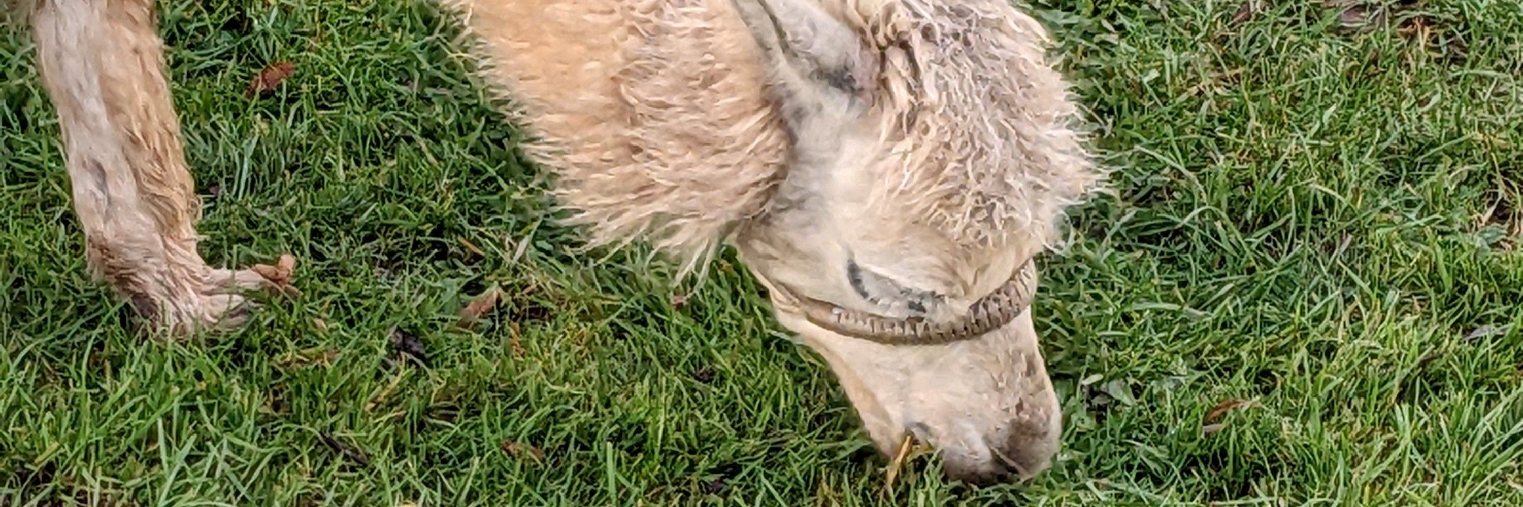 Queer Alpaca