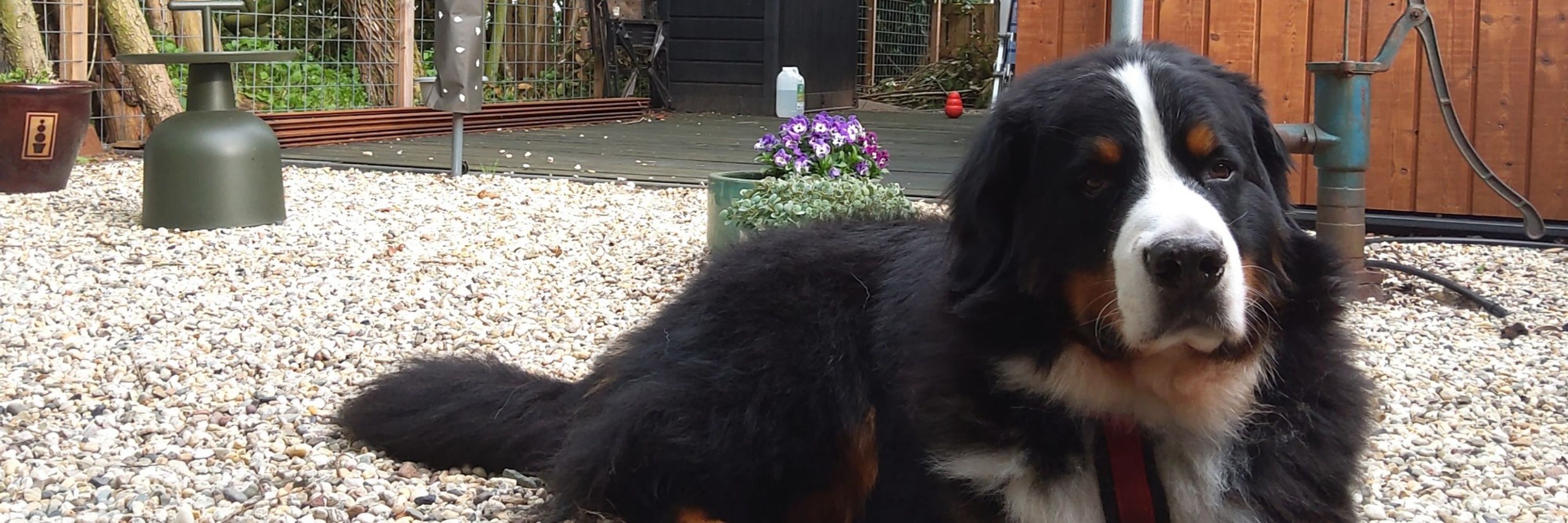 Assistencedog Berner Boris