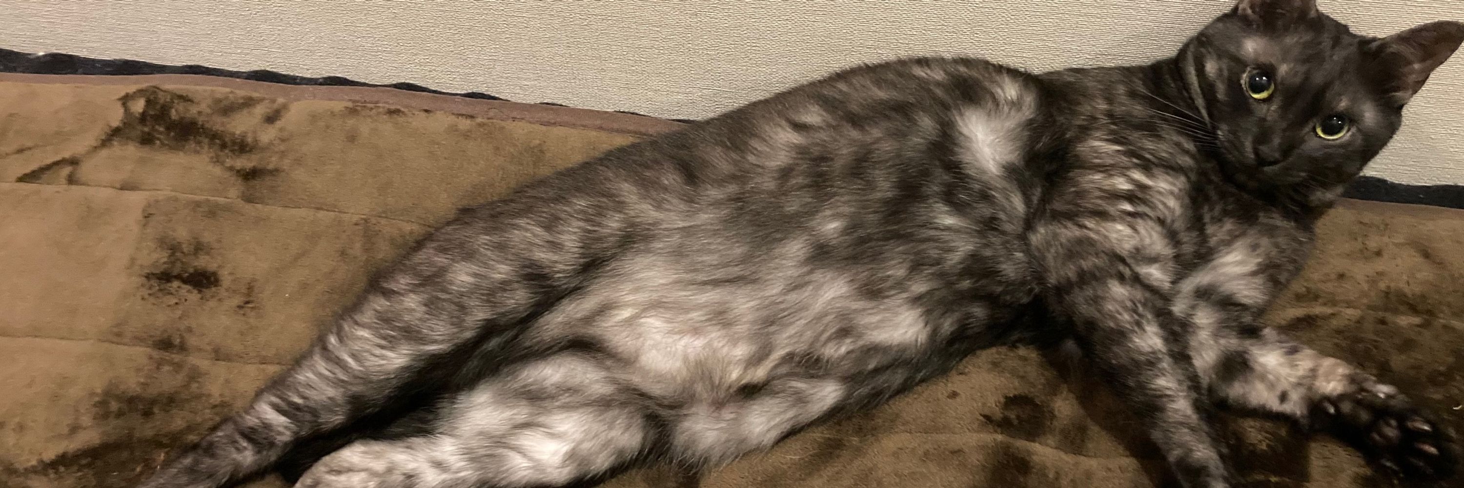ふじの