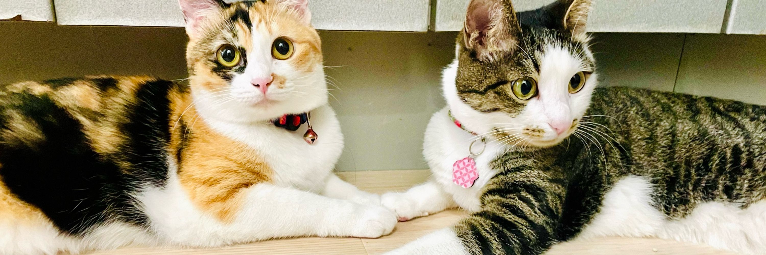 のの🐈ネコと和解中