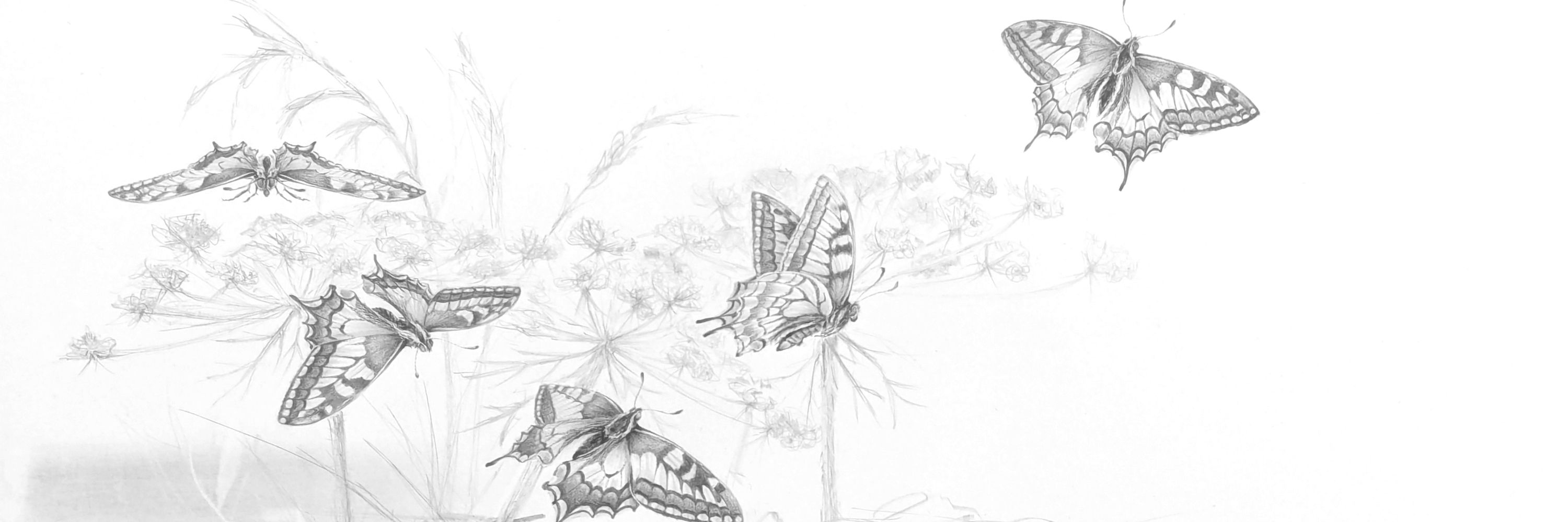 Louisa Crispin, artist