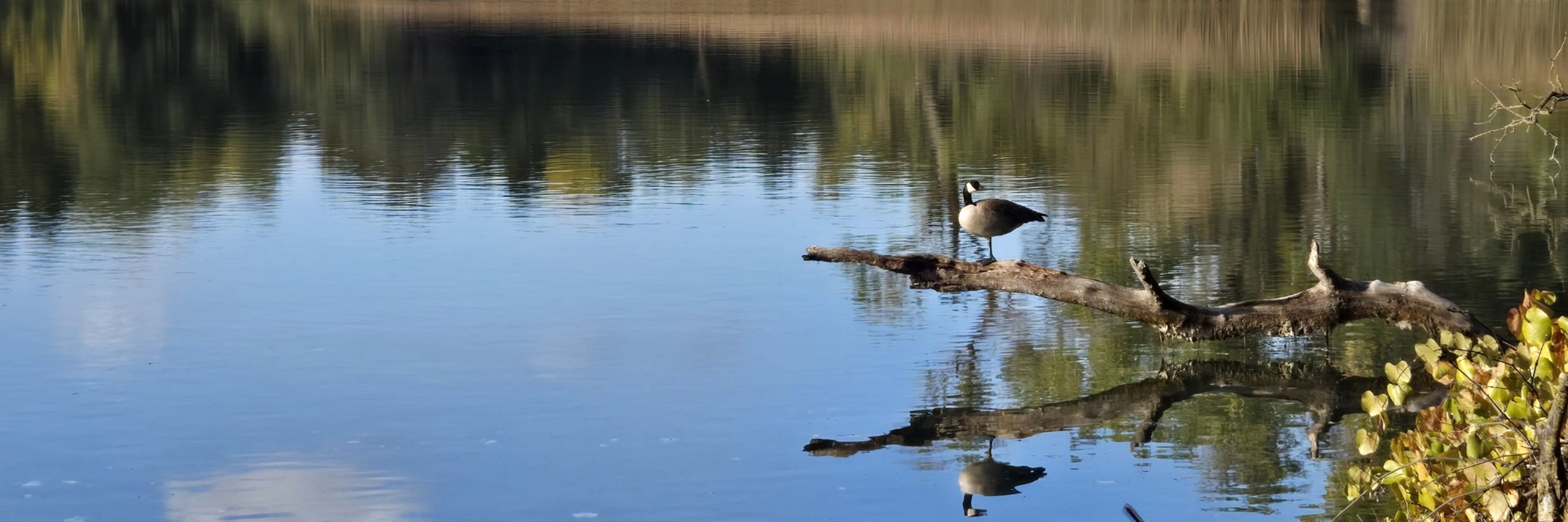 Birdingly