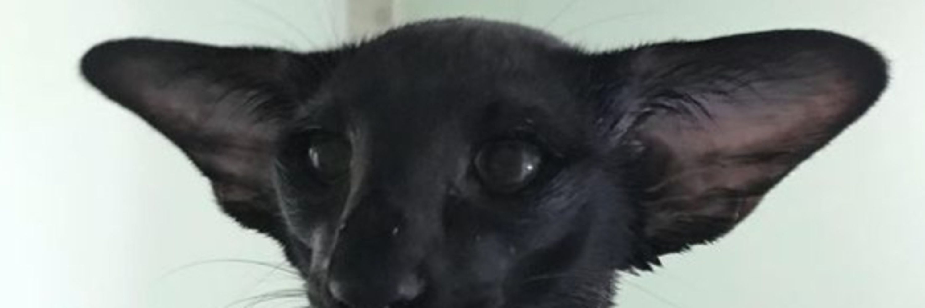 TinyArtGoblin