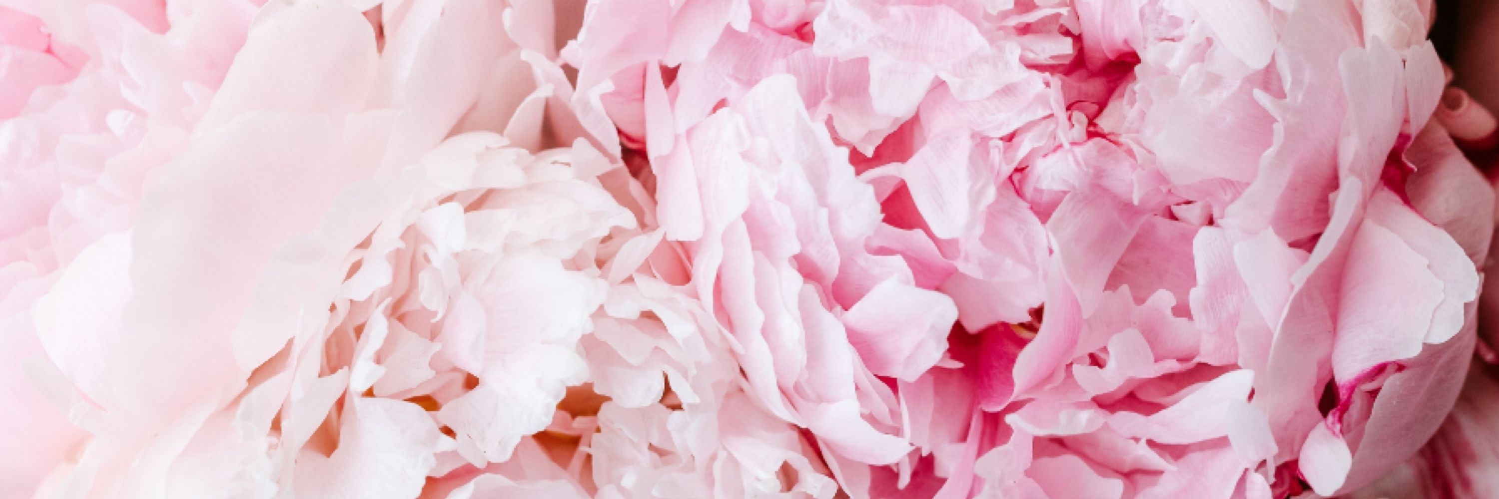 Pivoine