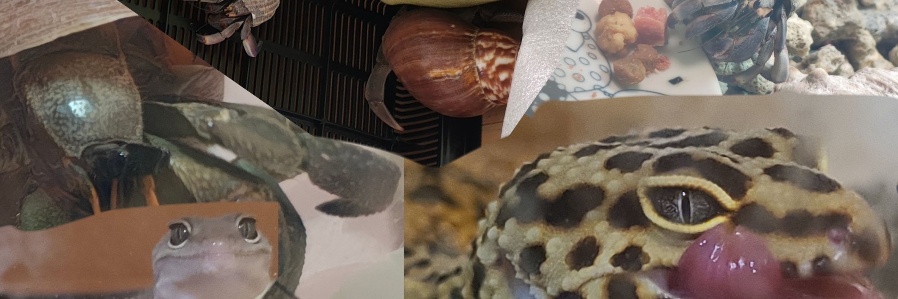 (ピエロ)生き物大好きなどこかの道化師