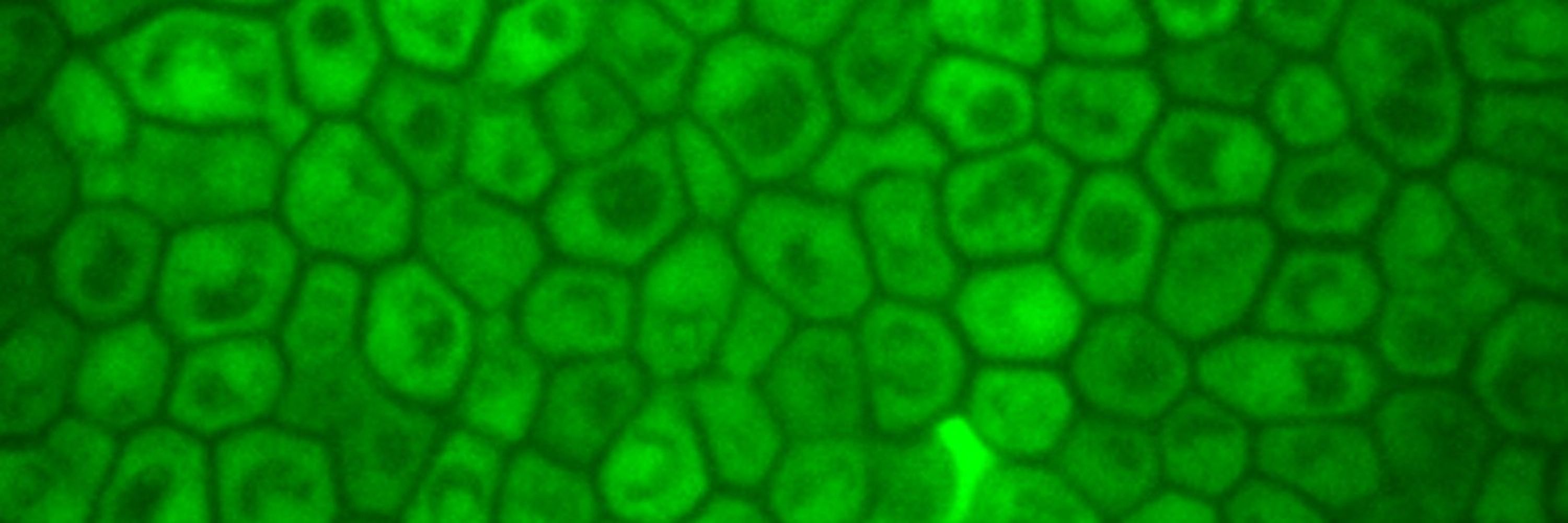 Research activity of Morgan Delarue and colleagues