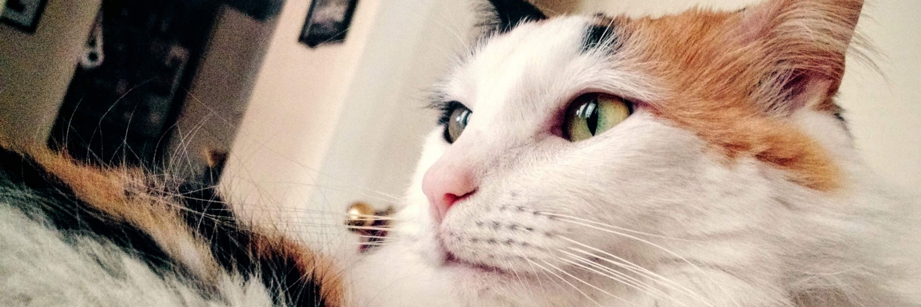 Daniela Mercuria Retrógrada 🐈