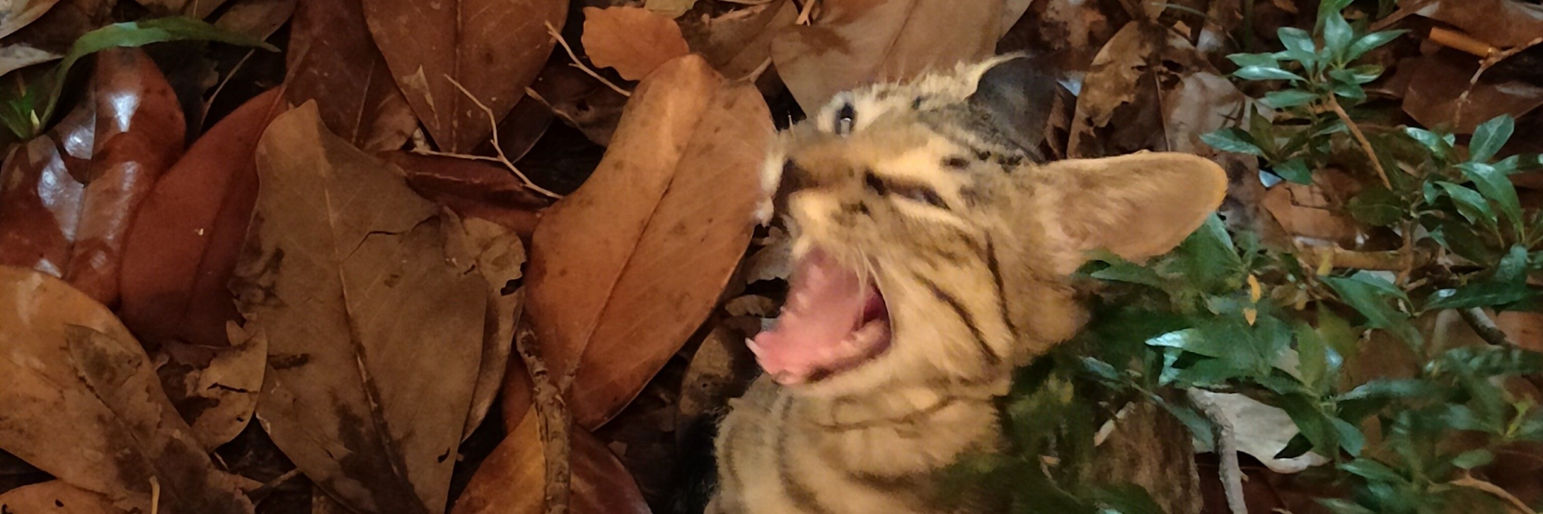 Qusuko
