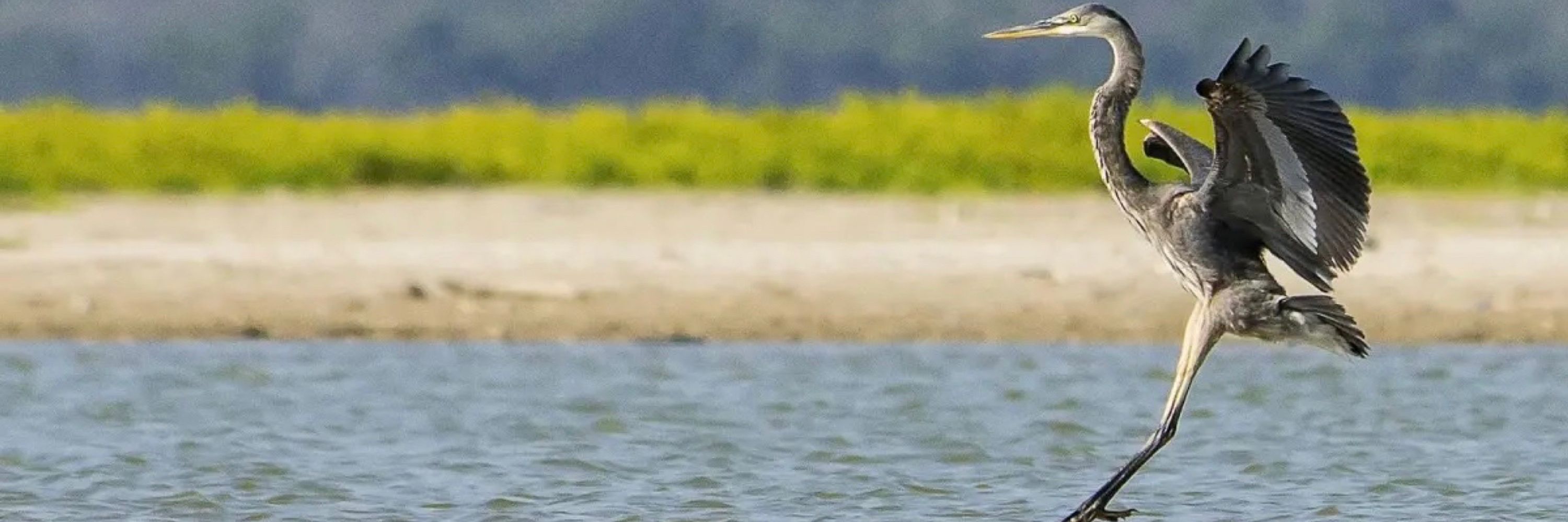 Adequate Blue Heron