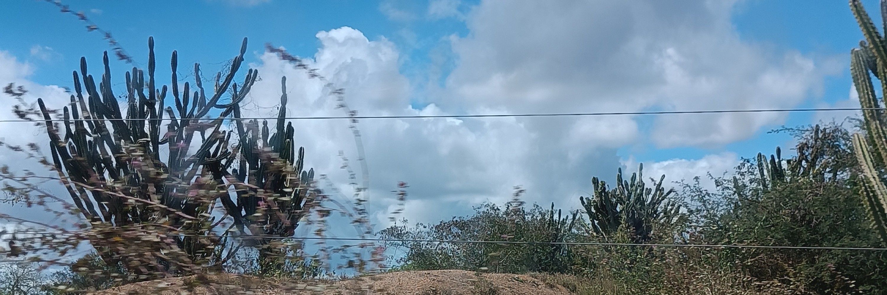 Sandra🌵🚩