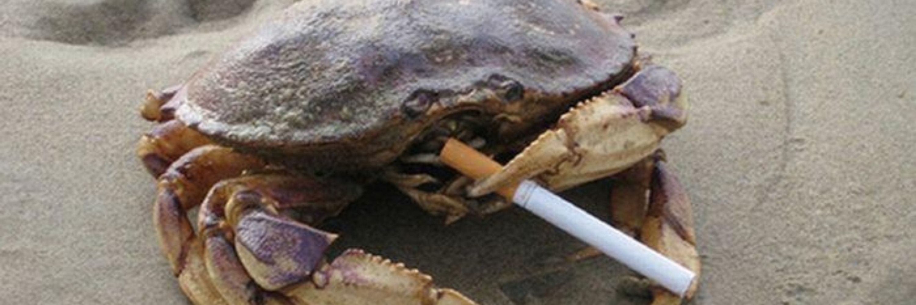 Cigarette Crab