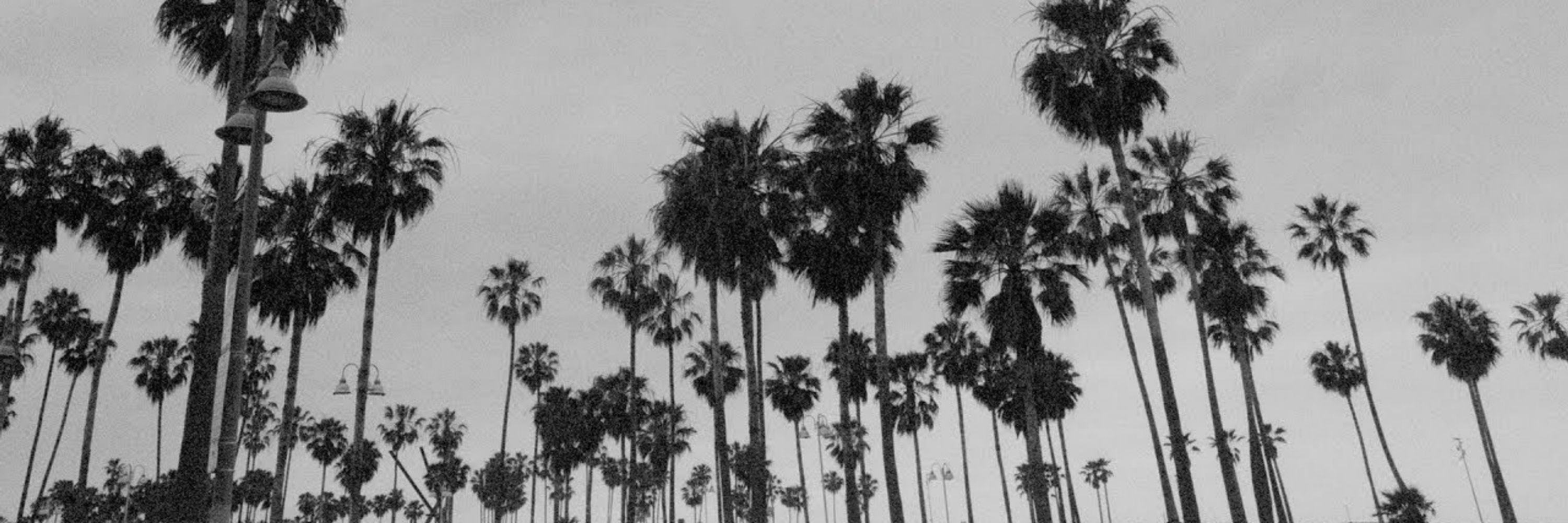 🐧🌴
