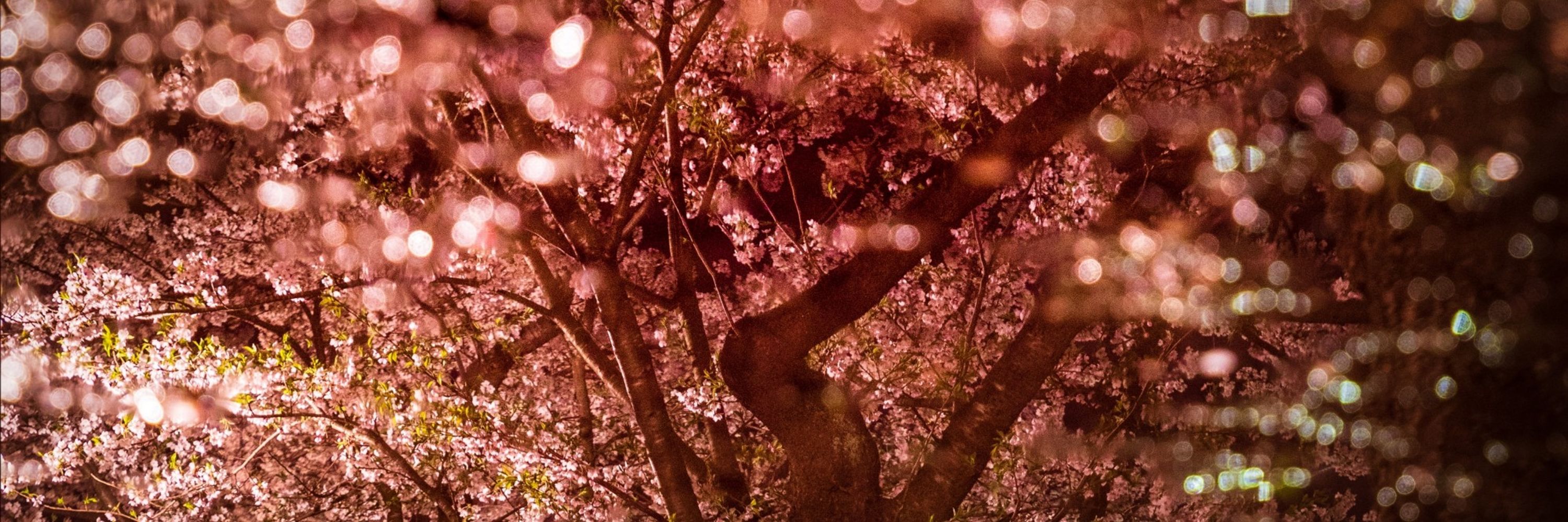 夜ノ月