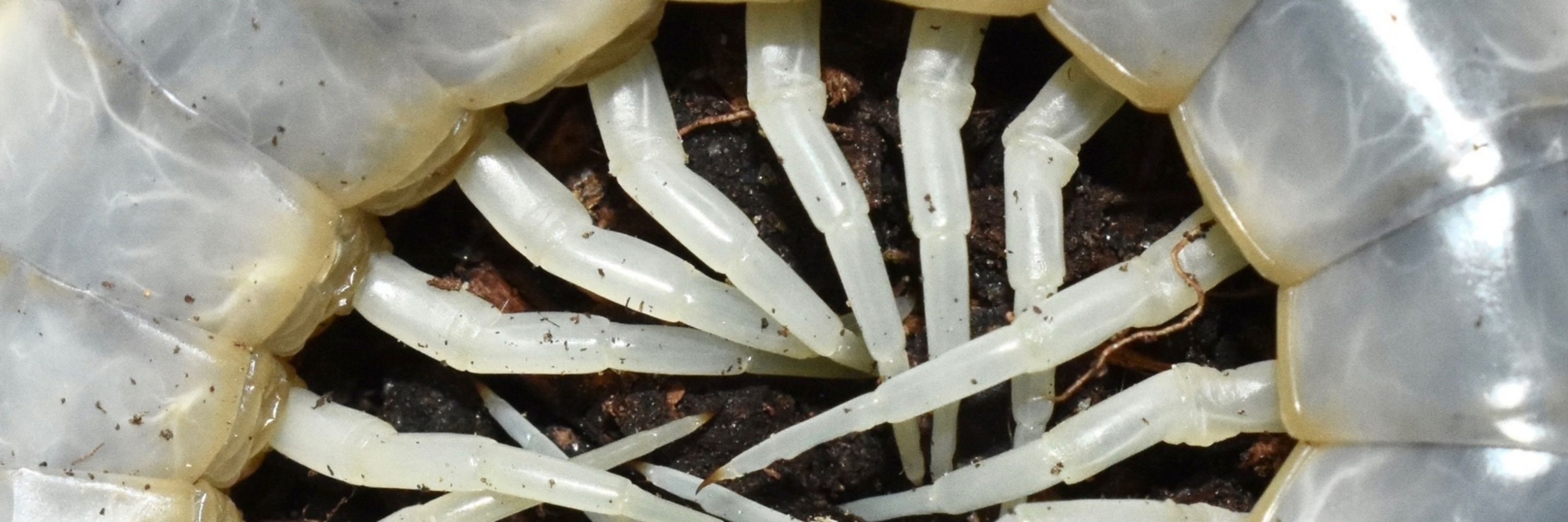 Exuviae