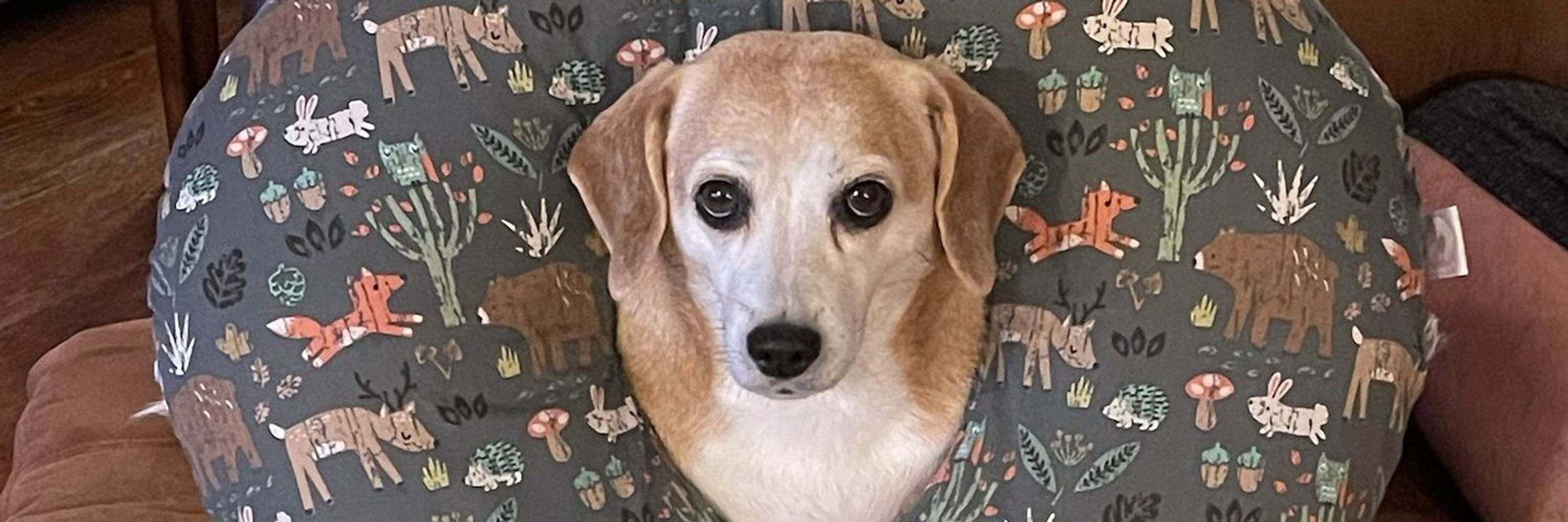 Dr Stu Beagle