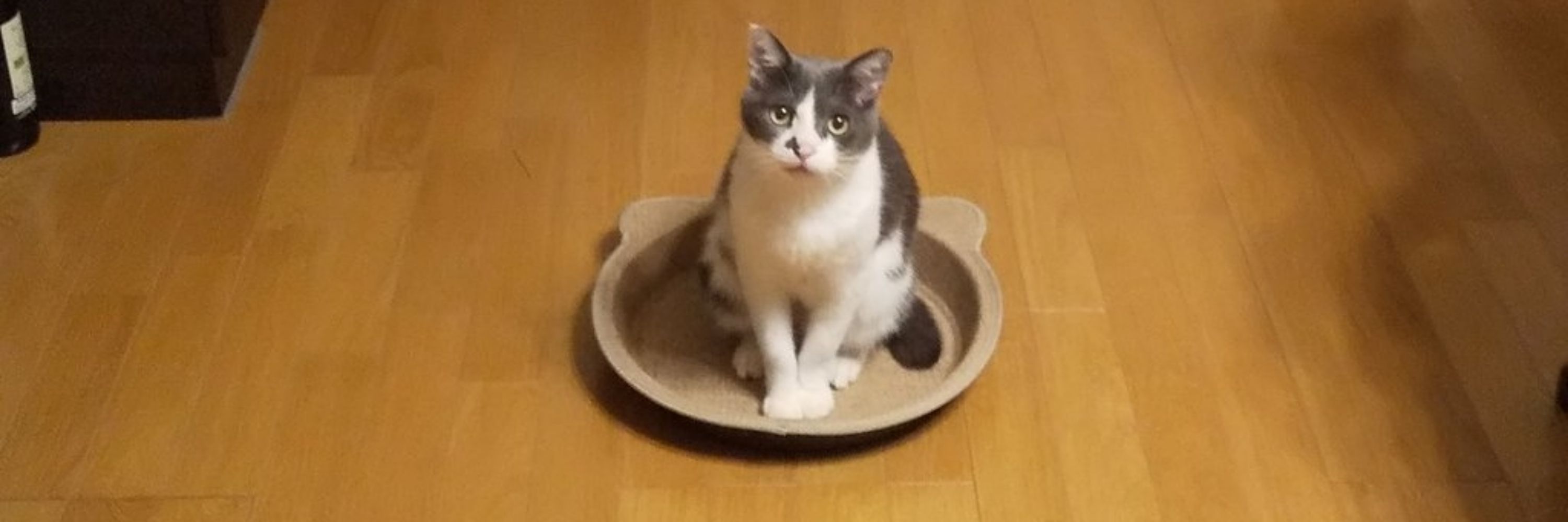 おんてい